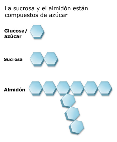 Peso de la comida - Diabetes Education Online